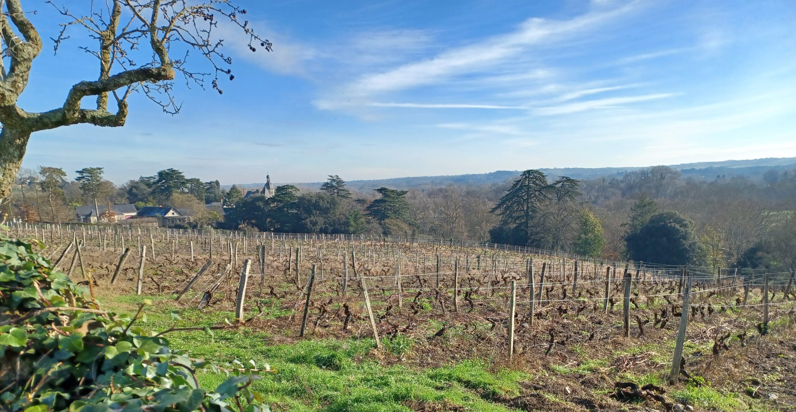 Vineyard at Savennières, Loire Valley, France