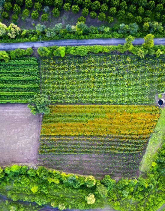 Aerial view of a marigold field, India.